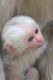 Capuchins Monkey Animals for sale in 2222 Heritage Hill Dr, Jackson, MS 39211, USA. price: NA