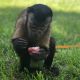 Capuchins Monkey Animals for sale in San Antonio, TX, USA. price: $1,200