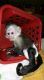 Capuchins Monkey Animals for sale in Lafayette, IN, USA. price: NA