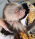 Capuchins Monkey Animals for sale in 6590 Duneden Ave, Solon, OH 44139, USA. price: NA