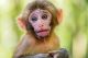 Capuchins Monkey Animals for sale in 8903 Curlew Dr, Austin, TX 78748, USA. price: NA