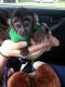 Capuchins Monkey Animals for sale in Greenville, SC, USA. price: $1,250