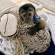 Capuchins Monkey Animals for sale in Milwaukee, WI 53203, USA. price: $650