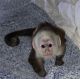 Capuchins Monkey Animals for sale in Nashville, TN, USA. price: $900
