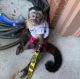 Capuchins Monkey Animals for sale in Nashville, TN, USA. price: $800