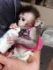 Capuchins Monkey Animals for sale in Greenville, NC, USA. price: NA
