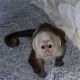 Capuchins Monkey Animals for sale in San Diego, CA, USA. price: $1,500