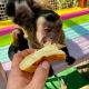 Capuchins Monkey Animals for sale in Birmingham, AL, USA. price: NA