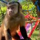 Capuchins Monkey Animals