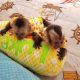 Capuchins Monkey Animals for sale in 920 SW 77th St, Oklahoma City, OK 73139, USA. price: $650