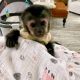 Capuchins Monkey Animals for sale in St. Petersburg, FL, USA. price: $650