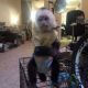 Capuchins Monkey Animals for sale in Orlando, FL, USA. price: NA