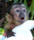 Capuchins Monkey Animals for sale in Jacksonville, FL, USA. price: NA