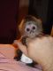 Capuchins Monkey Animals for sale in Fort Lauderdale, FL, USA. price: NA
