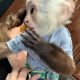 Capuchins Monkey Animals for sale in Dayton, OH, USA. price: NA