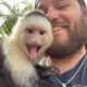 Capuchins Monkey Animals for sale in Cincinnati, OH, USA. price: NA