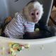 Capuchins Monkey Animals for sale in Houston, TX, USA. price: NA