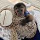 Capuchins Monkey Animals for sale in Bozeman, MT, USA. price: NA