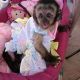 Capuchins Monkey Animals for sale in Jackson, MS, USA. price: $1,000