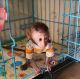 Capuchins Monkey Animals for sale in Tennessee City, TN 37055, USA. price: $1,000