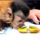 Capuchins Monkey Animals for sale in Miami, FL, USA. price: $1,200