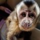 Capuchins Monkey Animals for sale in Miami, FL, USA. price: $1,500