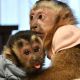 Capuchins Monkey Animals for sale in Chicago, IL, USA. price: $1,200