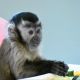 Capuchins Monkey Animals for sale in Chicago, IL, USA. price: $1,100