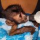 Capuchins Monkey Animals for sale in Chicago, IL, USA. price: $150