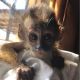 Capuchins Monkey Animals for sale in Chicago, IL, USA. price: $1,500