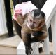 Capuchins Monkey Animals for sale in Chicago, IL, USA. price: $1,300