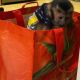 Capuchins Monkey Animals for sale in Chicago, IL, USA. price: $1,200