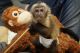 Capuchins Monkey Animals for sale in Florida City, FL, USA. price: NA