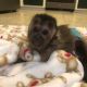 Capuchins Monkey Animals for sale in Nashville, TN, USA. price: NA
