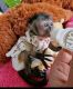 Capuchins Monkey Animals for sale in Toronto, ON, Canada. price: $1,000