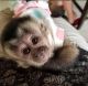 Capuchins Monkey Animals for sale in Lake Los Angeles, California. price: $800