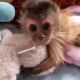Capuchins Monkey Animals for sale in Allerford, Wales. price: 450 GBP
