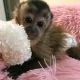 Capuchins Monkey Animals for sale in Los Angeles, California. price: $800
