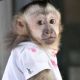 Capuchins Monkey Animals for sale in Austin, Texas. price: $1,200
