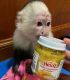 Capuchins Monkey Animals for sale in Austin, Texas. price: $1,100