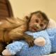 Capuchins Monkey Animals for sale in Virginia Beach, Virginia. price: $950