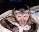 Capuchins Monkey Animals for sale in San Francisco, California. price: $900