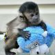 Capuchins Monkey Animals for sale in Ballycastle, Wales. price: 450 GBP