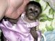 Capuchins Monkey Animals for sale in Charlotte, North Carolina. price: $1,000
