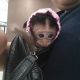 Capuchins Monkey Animals for sale in Abernant, Alabama. price: NA