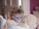 Capuchins Monkey Animals for sale in Wichita, KS, USA. price: NA