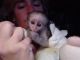 Capuchins Monkey Animals for sale in Fairfield, CA, USA. price: NA