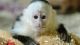 Capuchins Monkey Animals for sale in Fullerton, CA, USA. price: NA