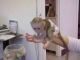 Capuchins Monkey Animals for sale in Akiachak, AK, USA. price: $120