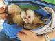 Capuchins Monkey Animals for sale in Baltimore, MD, USA. price: NA